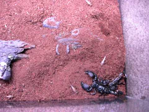 how to care for a emperor scorpion