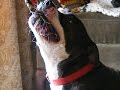 Otis Playing Tug-o-war