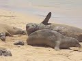 Monk seals at Poipu Beach