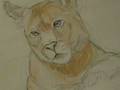 Wildlife Art; Cougar Miniature Wildlife Painting in Watercolor