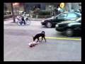 事故にあった仲間を気遣う犬の感動動画