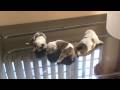 videos de Bulldog Ingles 1er  Camada Sir Williams