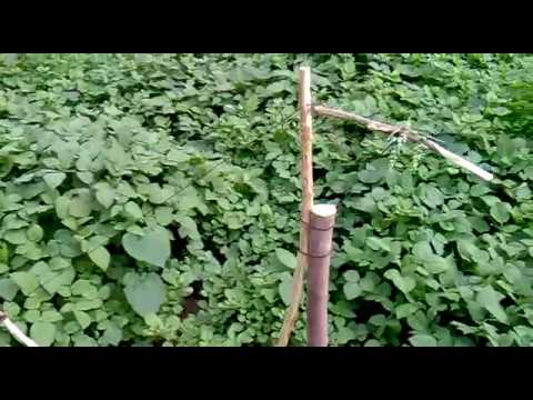 trampa para aves - Esta trampa es solo para utilizar en caso de extrema nesecidad ya que no esta permitido montarlas. Es muy facil de realizar,solo se nesecitan ramas y un hilo...
