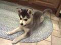 Miki Klee Kai Coyote