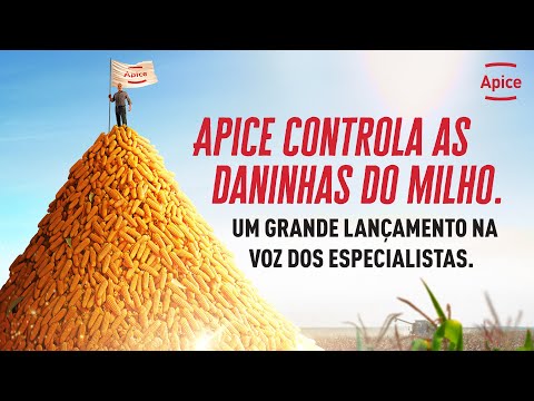 Especialistas explicam como alcançar mais produtividade no milharal.