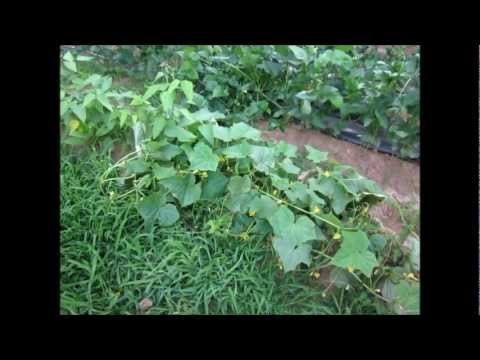 how to harvest cucumbers