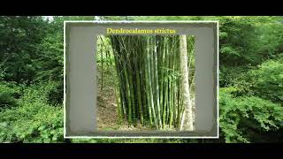 DORLI OCP, SCCL Post Closure Activities