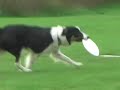 Rescue Dog Training Jam