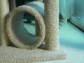 Bengal kitten fishes toy from water Bengal kitten fishes toy from water