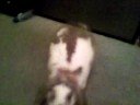 My Rabbits My Rabbits