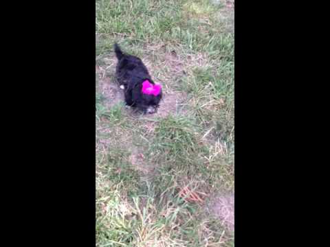 Watch Little Casey Play!!