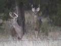 hunters dream or nightmare