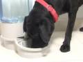 videos de Filtered Pet Waterer new