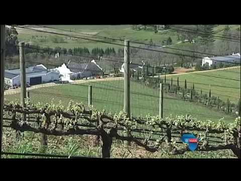 Wingerde luister klassieke musiek / Vineyards listen to classical music Wingerde luister klassieke musiek / Vineyards listen to classical music