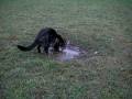 videos de Är detta en katt.MOV