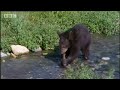 An otter and a bear show their young how to fish trout - BBC wildlife