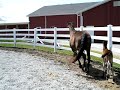 horsie horsie