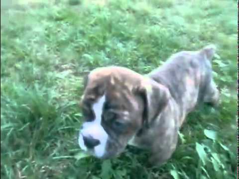 Olde English Bulldogge Male Puppy Brindle & White
