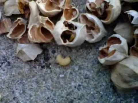 how to harvest hickory nuts