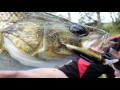 How do Australian Bass react to LED technology? How do Australian Bass react to LED technology?