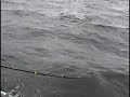 Weather Muskie