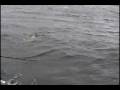 Weather Muskie