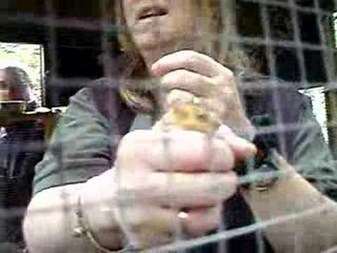 dormouse