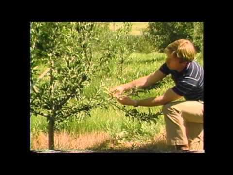 how to train apple tree branches