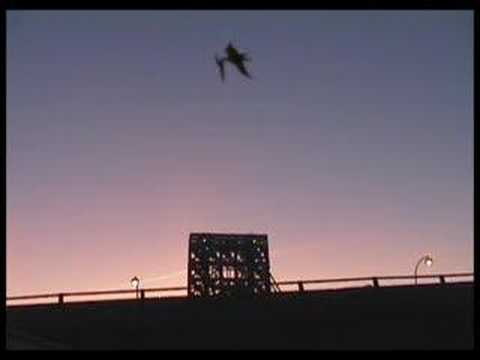 "Pterodactyl" or STORK? You judge