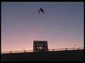 Pterodactyl or STORK? You judge