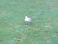 Dancing Bird. La gaviota que baila