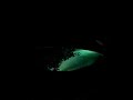 PitaMaha Balinese music,Frog PitaMaha Balinese music,Frog