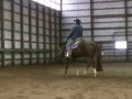 PAT ME ON THE ASSETS - OUTSTANDING AQHA ALL AROUND SHOW MARE