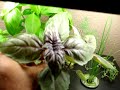 AeroGarden Herbs