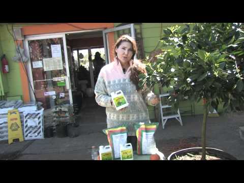 Fruit Trees 101 : How to Grow Tangerine Trees