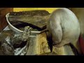 Anteater and tomatoes