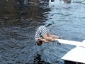 Brugse ijsberen 2
