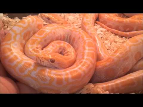 YouTube reptile video