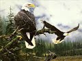 Freebird Forever Freebird Forever