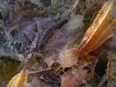 Beyond Hosta Frost