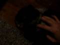 videos de Thumper takes over Brandy's room (part 2)