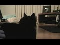 Maceo the hard rocking cat