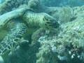 Schildpad in Marsa Alam