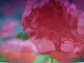 Music - My song with scenes from Microcosmos