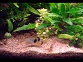 Microgeophagus ramirezi dwarf cichlids breeding part 2