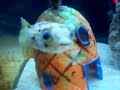 Cute Soothing Fishies in Fish Tank Cute Soothing Fishies in Fish Tank