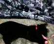 DVR-BP sample movie 1