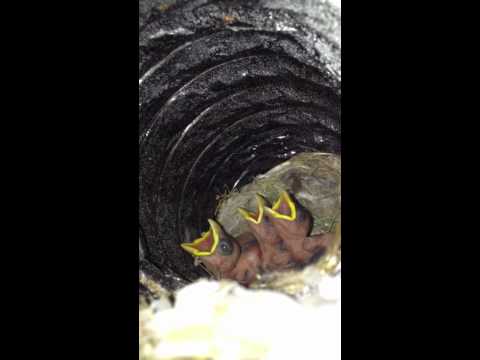 how to get birds out of bathroom vent