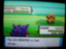 Shiny Nosepass With Poke Radar Shiny Nosepass With Poke Radar