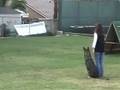 Bernie Schutzhund 1 Obedience.wmv